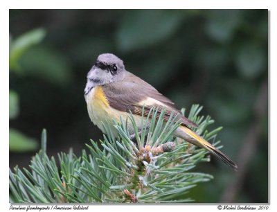 Paruline flamboyante  American redstart