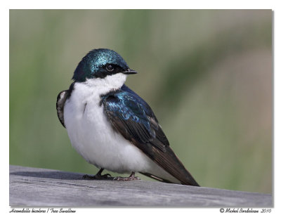 Hirondelle bicolore  Tree swallow