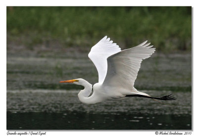 Grande aigrette  Great egret