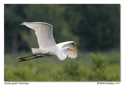 Grande aigrette  Great egret