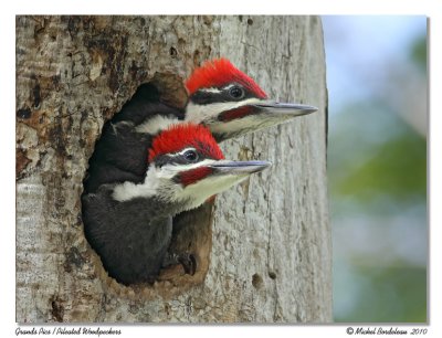 Grands Pics  Pileated Woodpeckers