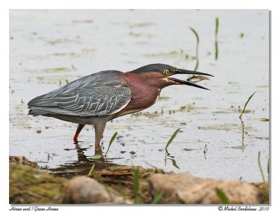 Hron vert  Green Heron