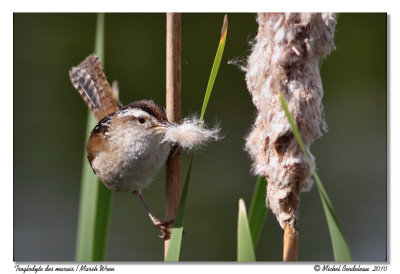 Troglodyte des marais  Marsh wren
