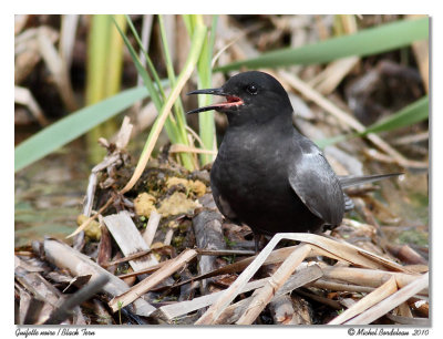 Guifette noire  Black tern