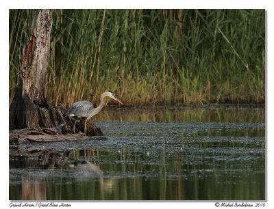 Grand hron <br> Great Blue Heron