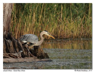 Grand hron  Great Blue Heron