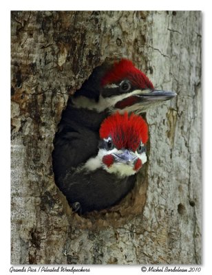Grands Pics Pileated Woodpeckers