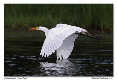 Grande aigrette  Great Egret