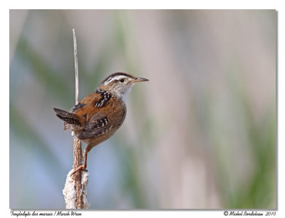 Troglodyte des marais  Marsh Wren