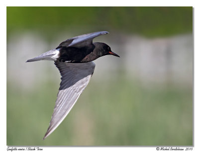 Guifette noire  Black Tern
