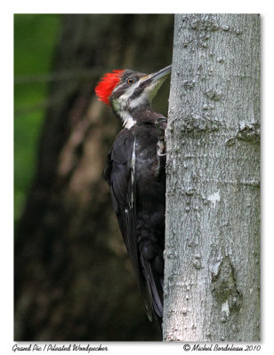Grand pic - Pileated woodpecker