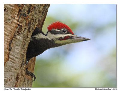 Grand pic - Pileated woodpecker