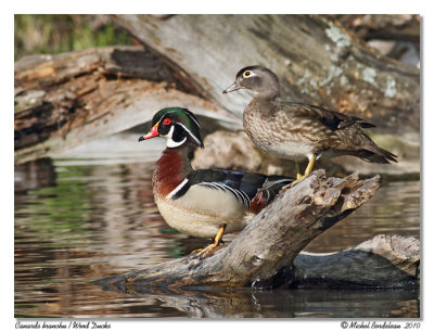 Canards branchus  Wood Ducks