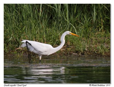 Grande aigrette  Great egret