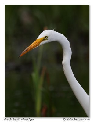 Grande aigrette  Great egret