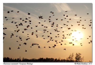 tourneaux sansonnets  European Starlings