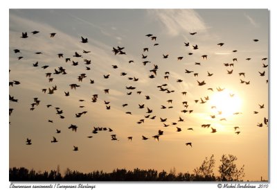 Étourneaux sansonnets European Starlings