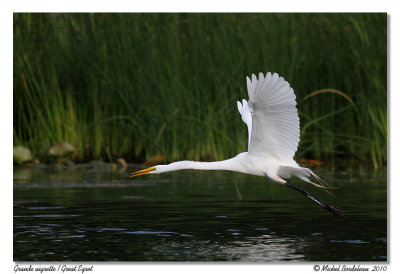 Grande aigrette  Great egret