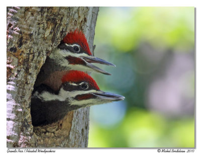 Grand pic  Pileated woodpecker