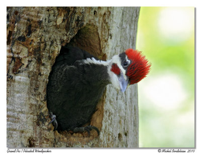 Grand pic  Pileated woodpecker
