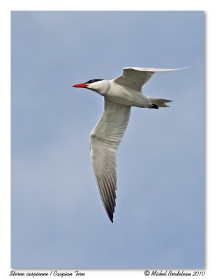 Sterne caspienne - Caspian tern