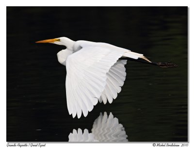 Grande aigrette  Great egret