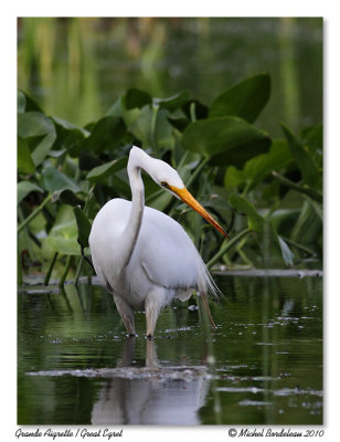 Grande aigrette  Great egret