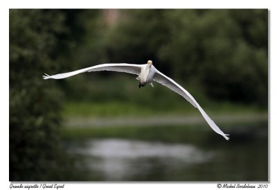 Grande Aigrette  Great Egret