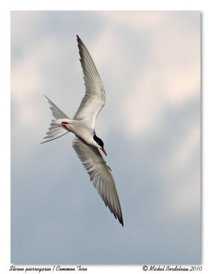 Sterne pierregarin <br/> Common Tern