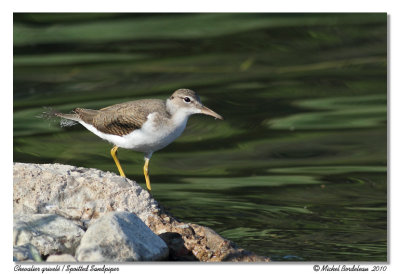 Chevalier grivel  Spotted Sandpiper