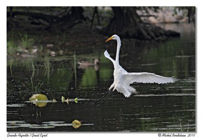 Grande aigrette  Great egret