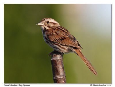 Bruant chanteur  Song Sparrow