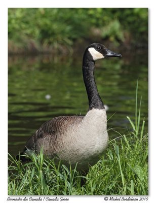 Bernache du Canada  Canada Goose