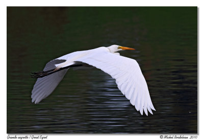 Grande aigrette  Great egret