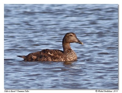 Eider  duvet  Common eider