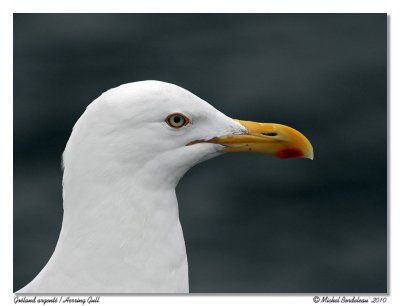Goland argent  Herring Gull