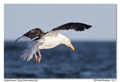 Goland marin  Great Black-backed Gull