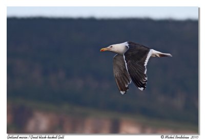 Goland marin  Great Black-backed Gull