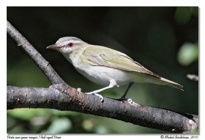 Viro aux yeux rouges  Red-eyed Vireo