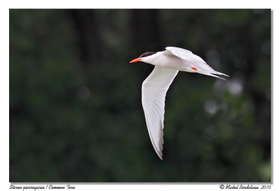 Sterne pierregarin  Common Tern