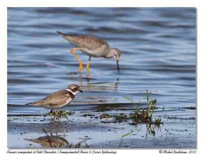 Pluvier semipalm et Petit Chevalier  Semipalmated Plover & Lesser Yellowlegs