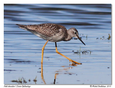 Petit chevalier <br> Lesser Yellowlegs