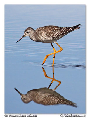 Petit chevalier Lesser Yellowlegs
