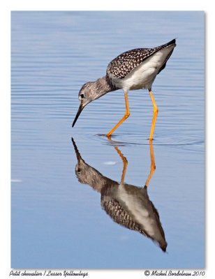 Petit chevalier  Lesser Yellowlegs