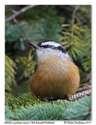 Sitelle  poitrine rousse  Red-breasted Nuthatch