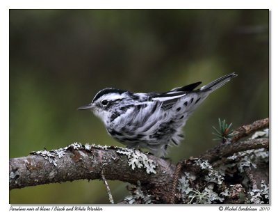 Paruline noir et blanc Black and White Warbler