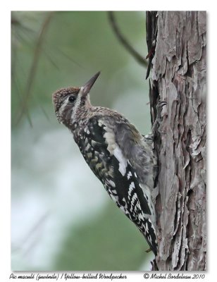 Pic macul (juvnile)  Yellow-bellied Woodpecker