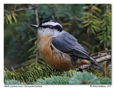 Sitelle  poitrine rousse  Red-breasted Nuthatch