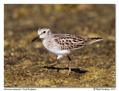 Bcasseau minuscule  Least Sandpiper