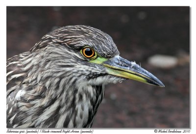 Bihoreau gris (juvnile) <br> Black-crowned Night Heron